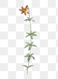 Lilium penduliflorum png sticker, vintage botanical illustration, transparent background
