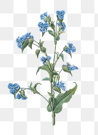 Commelina tuberosa png sticker, vintage botanical illustration, transparent background