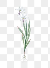 Ixia Liliago png sticker, vintage botanical illustration, transparent background