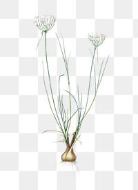 Allium moschatum png sticker, vintage botanical illustration, transparent background