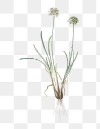 Allium carolinianum png sticker, vintage botanical illustration, transparent background