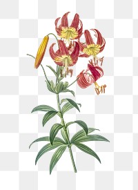 Turban lily png sticker, vintage botanical illustration, transparent background