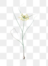 Small yellow onion png sticker, vintage botanical illustration, transparent background