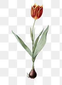 Tulip png sticker, vintage botanical illustration, transparent background