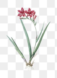Gladiolus cardinalis png sticker, vintage botanical illustration, transparent background