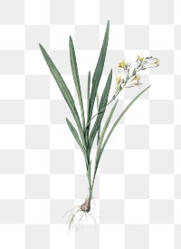 Gladiolus Xanthospilus png sticker, vintage botanical illustration, transparent background