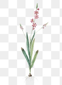 Ixia scillaris png sticker, vintage botanical illustration, transparent background