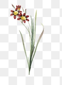Ixia tricolor png sticker, vintage botanical illustration, transparent background