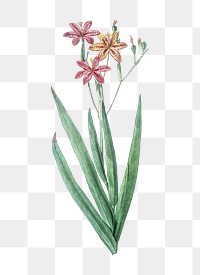 Blackberry Lily png sticker, vintage botanical illustration, transparent background