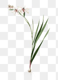 Gladiolus png sticker, vintage botanical illustration, transparent background