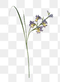 Gladiolus ringens png sticker, vintage botanical illustration, transparent background