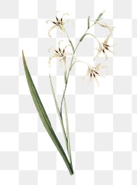 Gladiolus cuspidatus png sticker, vintage botanical illustration, transparent background