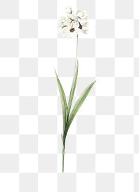 Ixia maculata png sticker, vintage botanical illustration, transparent background