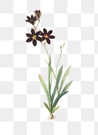 Ixia grandiflora png sticker, vintage botanical illustration, transparent background