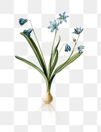 Scilla amoena png sticker, vintage botanical illustration, transparent background