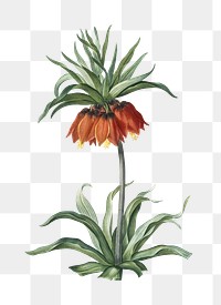 Fritillaries png sticker, vintage botanical illustration, transparent background