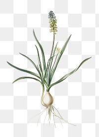 Muscari ambrosiacum png sticker, vintage botanical illustration, transparent background