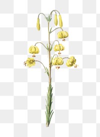 Lilium pyrenaicum png sticker, vintage botanical illustration, transparent background