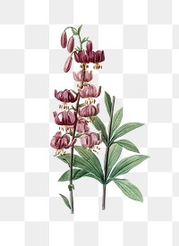 Lilium martagon png sticker, vintage botanical illustration, transparent background