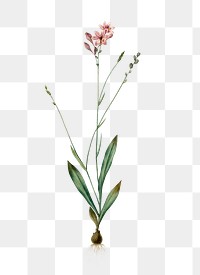 Gladiolus junceus png sticker, vintage botanical illustration, transparent background