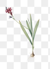 Gladiolus mucronatus png sticker, vintage botanical illustration, transparent background