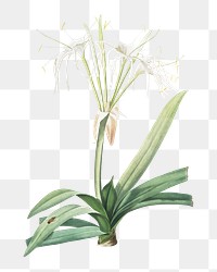 Pancratium littorale png sticker, vintage botanical illustration, transparent background