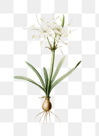 Streambank spiderlily png sticker, vintage botanical illustration, transparent background