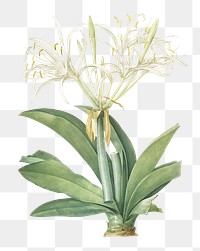 Pancratium speciosum png sticker, vintage botanical illustration, transparent background