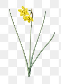 Narcissus odorus png sticker, vintage botanical illustration, transparent background