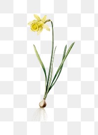 Lent lily png sticker, vintage botanical illustration, transparent background