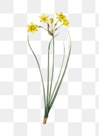 Rush daffodil png sticker, vintage botanical illustration, transparent background