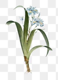 Iris fimbriata png sticker, vintage botanical illustration, transparent background