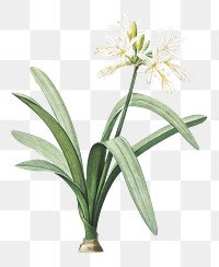 Pancratium illyricum png sticker, vintage botanical illustration, transparent background