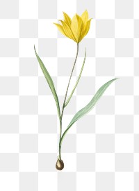 Tulipa sylvestris png sticker, vintage botanical illustration, transparent background