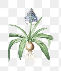 Portuguese squill png sticker, vintage botanical illustration, transparent background