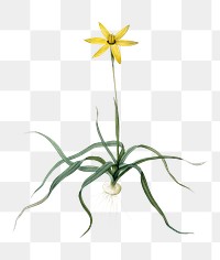 Hypoxis stellata png sticker, vintage botanical illustration, transparent background