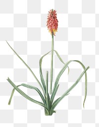 Redhot poker png sticker, vintage botanical illustration, transparent background