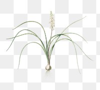 Lachenalia angustifolia png sticker, vintage botanical illustration, transparent background