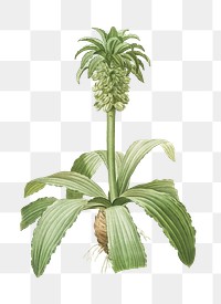 Eucomis regia png sticker, vintage botanical illustration, transparent background