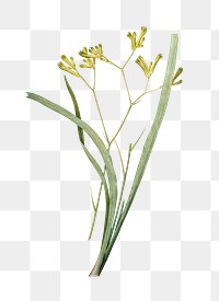 Anigozanthos flavida png sticker, vintage botanical illustration, transparent background