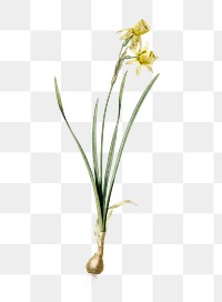 Narcissus calathinus png sticker, vintage botanical illustration, transparent background