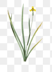Iris martinicensis png sticker, vintage botanical illustration, transparent background