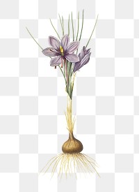 Crocus sativus png sticker, vintage botanical illustration, transparent background