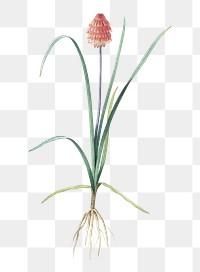 Veltheimia abyssinica png sticker, vintage botanical illustration, transparent background