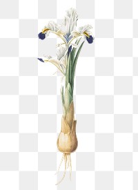 Iris Persica png sticker, vintage botanical illustration, transparent background