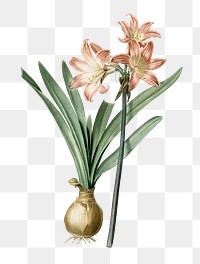 Amaryllis Belladonna png sticker, vintage botanical illustration, transparent background