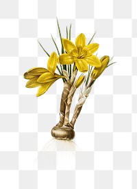 Crocus luteus png sticker, vintage botanical illustration, transparent background