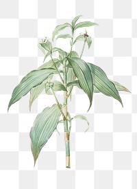 Commelina zanonia png sticker, vintage botanical illustration, transparent background