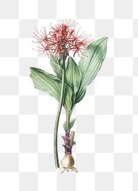 Blood lily png sticker, vintage botanical illustration, transparent background