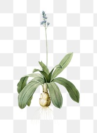 Png Scilla Lilio Hyacinthus sticker, vintage botanical illustration, transparent background